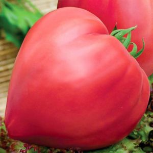 Tomate - Bovine Heart - Bio